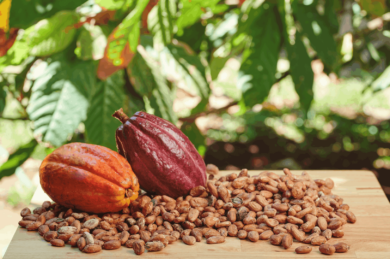 Cacao Plantation Tour