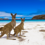 Kangaroo Island, Southern Australia