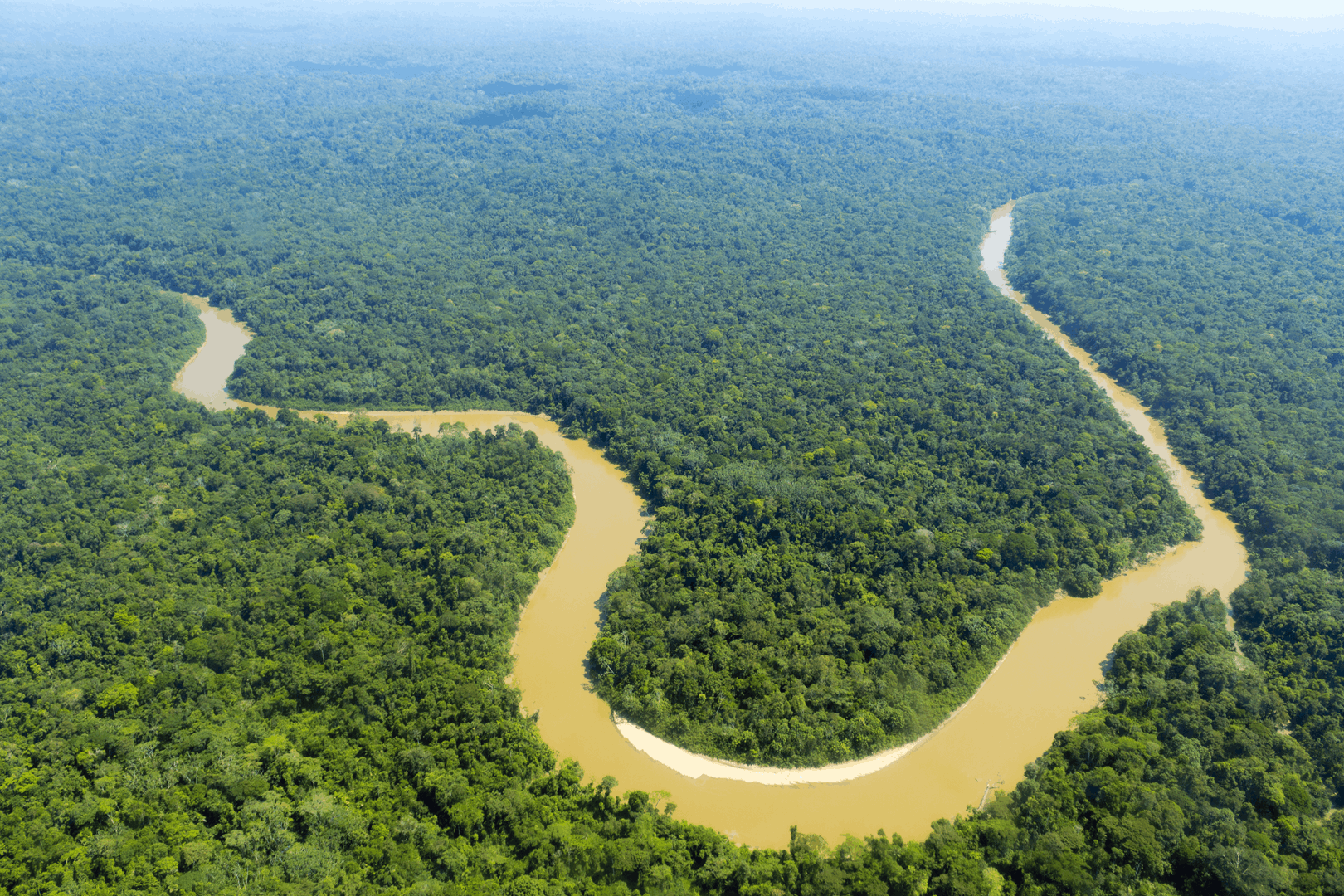 Coca, Ecuadorian Amazon